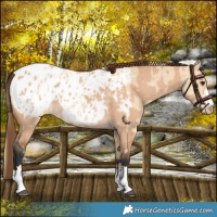 Horse Color:Red Dun Appaloosa  and Bay Dun Appaloosa 
