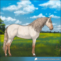 Horse Color:Red Dun Roan 