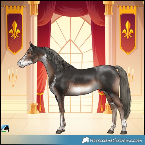 Horse Color:Liver Chestnut Mushroom Sabino Rabicano 