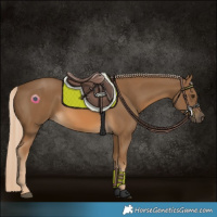 Horse Color:Chocolate Palomino 