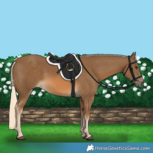 Horse Color:Chocolate Palomino 