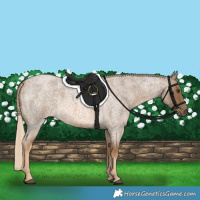 Horse Color:Chocolate Palomino Roan 