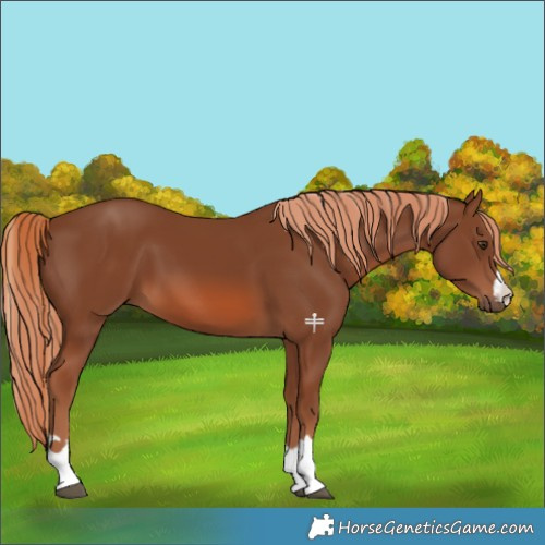 Horse Color:Chestnut 