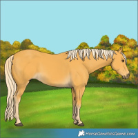 Horse Color:Palomino 
