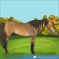 Horse Color:Buckskin 