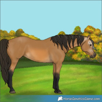 Horse Color:Gray Buckskin 