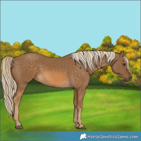 Horse Color:Chocolate Palomino 