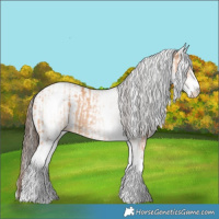 Horse Color:White Spotted Bay Dun Rabicano  and White Spotted Bay Dun Appaloosa Rabicano 