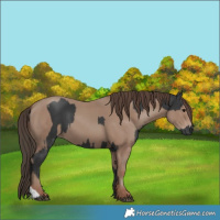 Horse Color:Black  and Classic Champagne 