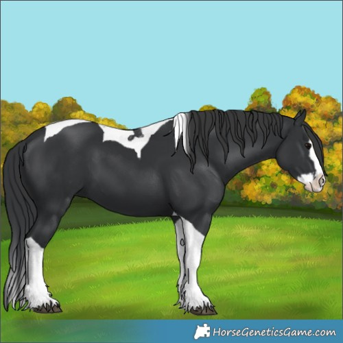 Horse Color:Black Splash Tobiano 
