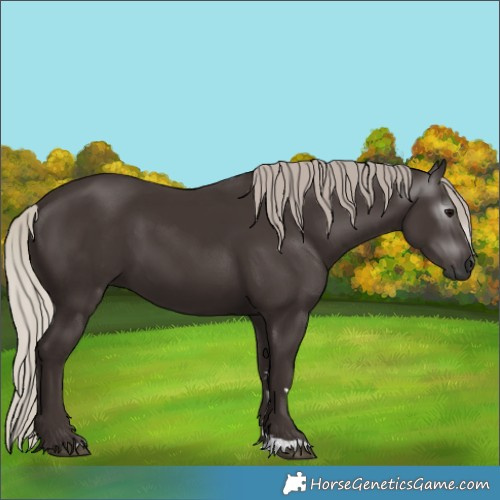 Horse Color:Gray Silver Black 