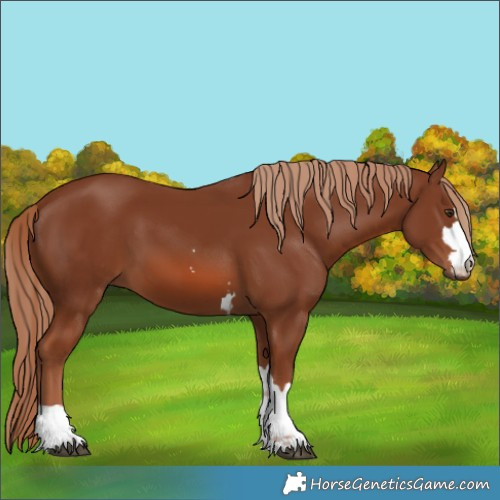 Horse Color:Chestnut 