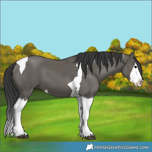 Horse Color:Grullo Splash Tobiano 