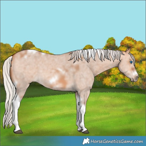 Horse Color:Silver Bay Dun Sabino Tobiano Frame Rabicano