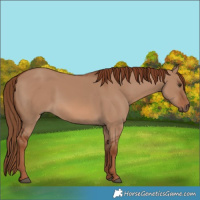 Horse Color:Red Dun 