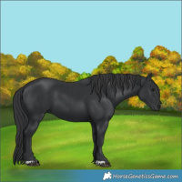 Horse Color:Black  and Black 
