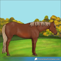 Horse Color:Chestnut 