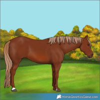 Horse Color:Chestnut 