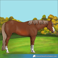 Horse Color:Chestnut 