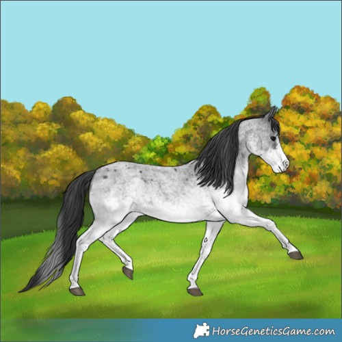 Horse Color:White Spotted Blue Roan Rabicano and White Spotted Blue Roan Rabicano