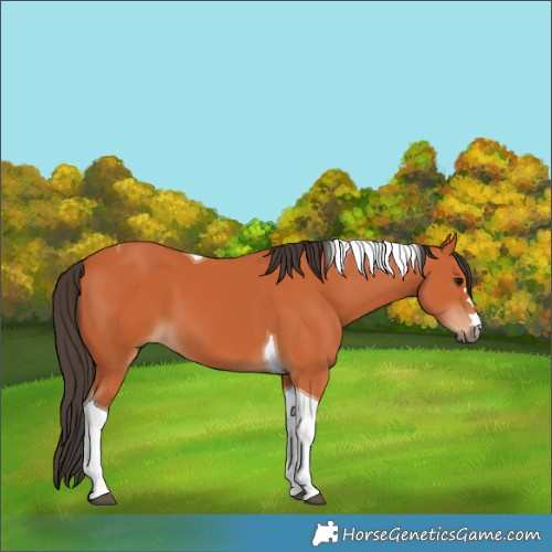 Horse Color:Bay Tobiano