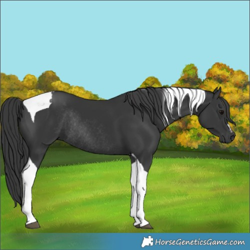 Horse Color:Black Tobiano Rabicano 