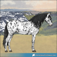Horse Color:Black Appaloosa 