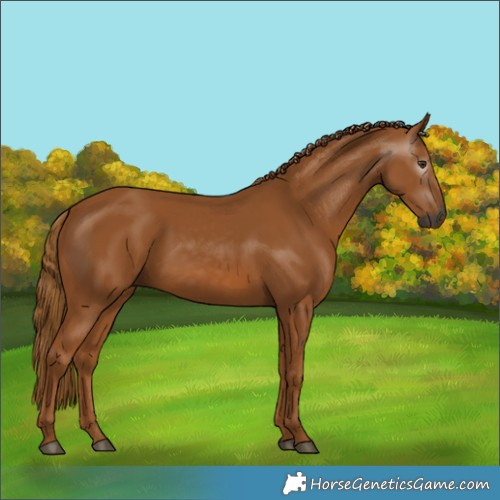 Horse Color:Gray Chestnut 