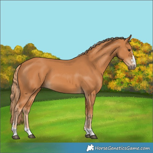 Horse Color:Chestnut 