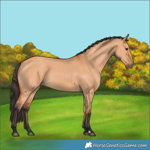 Horse Color:Bay Dun 