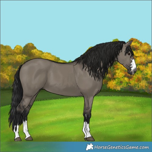 Horse Color:Gray Grullo 