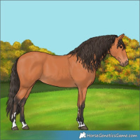 Horse Color:Bay 