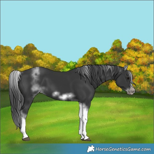 Horse Color:White Spotted Black Splash Tobiano Frame Appaloosa 