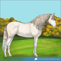 Horse Color:Buckskin Pearl Splash Frame 