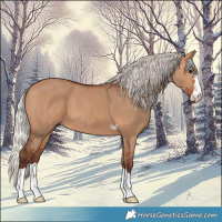 Horse Color:Silver Bay Dun 