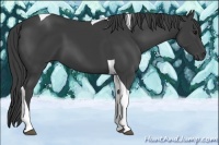Horse Color:Smoky Black Tobiano 