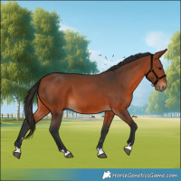 Horse Color:Bay 