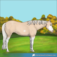 Horse Color:Silver Classic Champagne Dun Splash Frame 