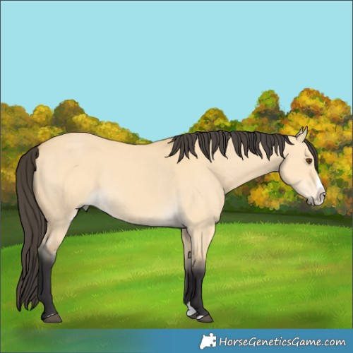 Horse Color:Buckskin Dun Splash 