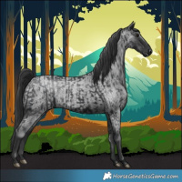 Horse Color:Black  and Blue Roan 