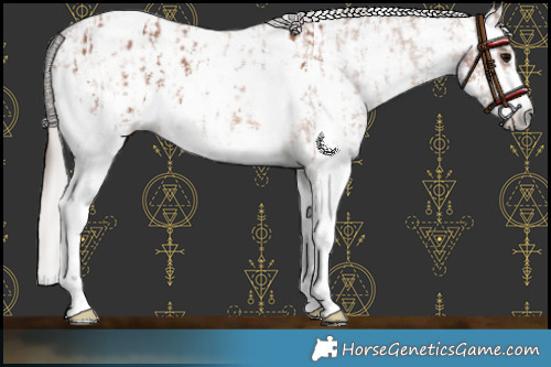Horse Color:Bay Sabino Appaloosa Rabicano  and Gray Bay Sabino Appaloosa Rabicano 