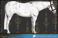 Horse Color:Bay Sabino Blanket Rabicano  and Gray Bay Sabino Blanket Rabicano 
