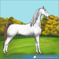 Horse Color:White Spotted Red Dun Appaloosa Rabicano  and White Spotted Red Dun Appaloosa Rabicano 
