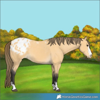 Horse Color:Buckskin Appaloosa 