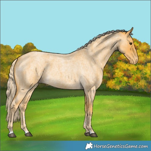Horse Color:Palomino Roan Appaloosa