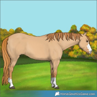 Horse Color:Red Dun 