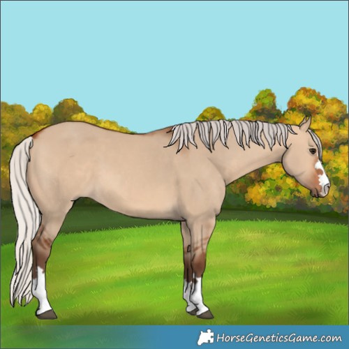 Horse Color:Silver Bay Dun 