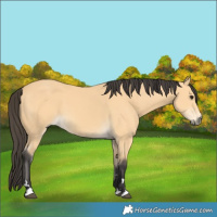 Horse Color:Buckskin 