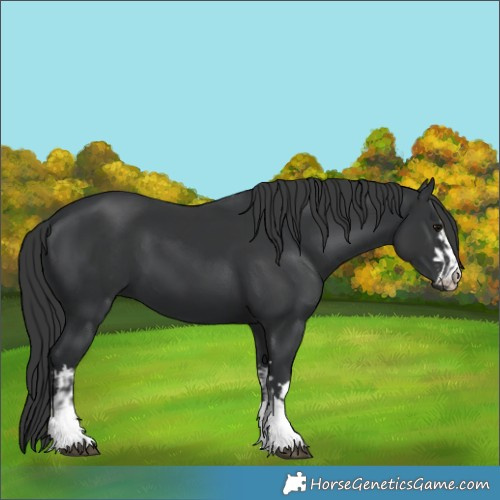 Horse Color:Black  and Black 