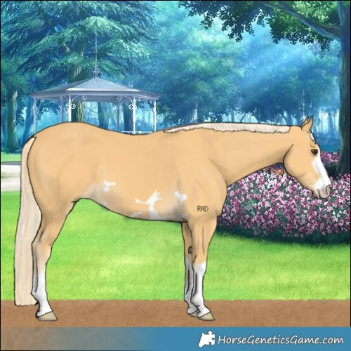 Horse Color:Palomino 